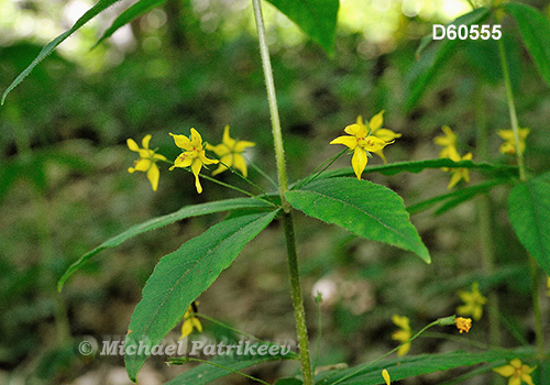 Whorled Loosestrife (Lysimachia quadrifolia)